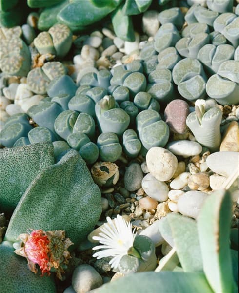 LITHOPS MARMORATA
