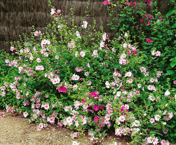 Lavatera thuringiaca Barnsley