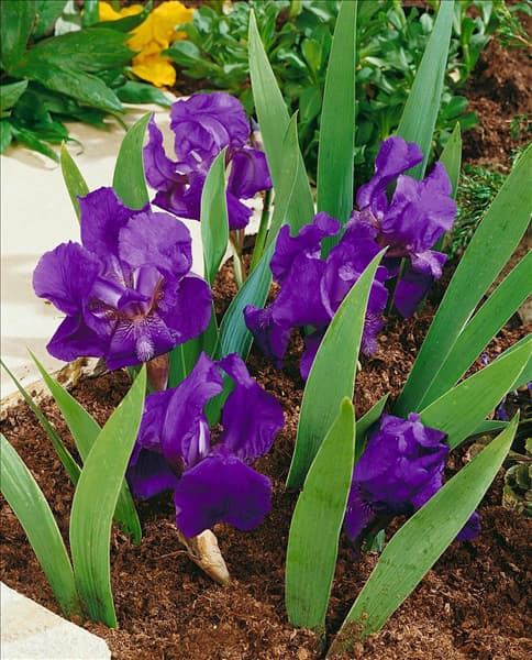 IRIS PUMILA / VIOLET