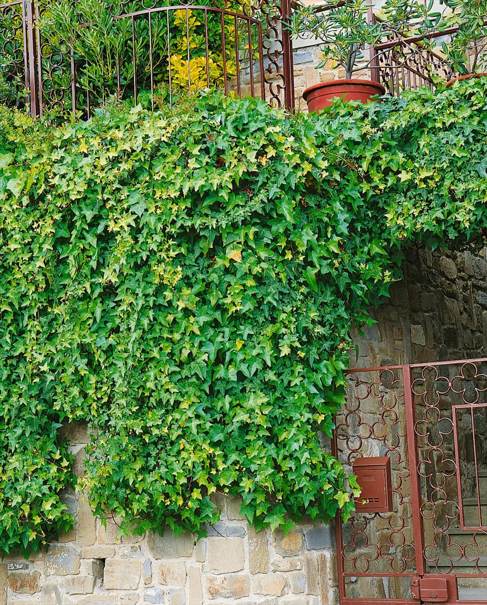 Hedera helix