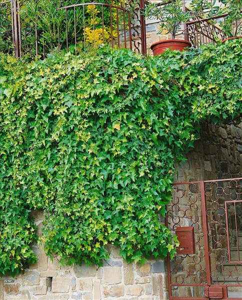 Hedera helix