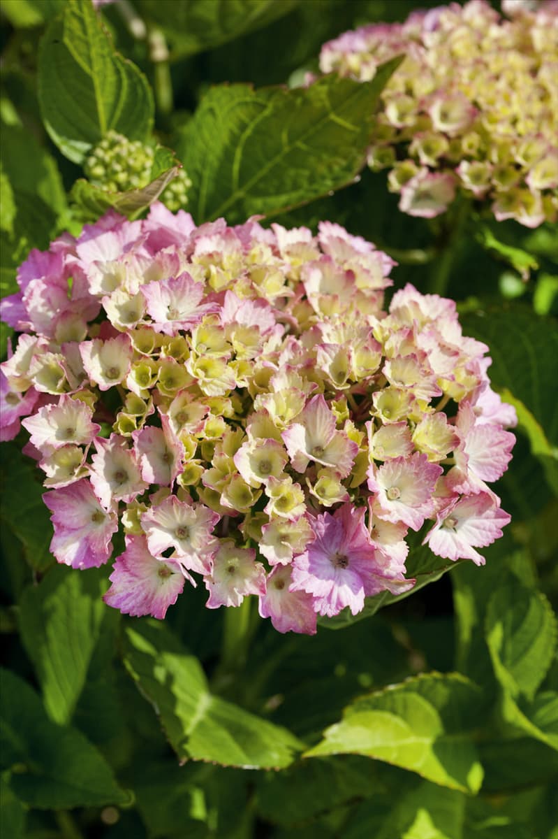 Hydrangea macrophylla Fantasia
