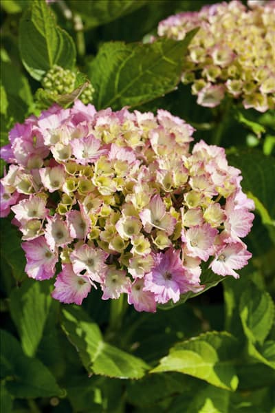 Hydrangea macrophylla Fantasia