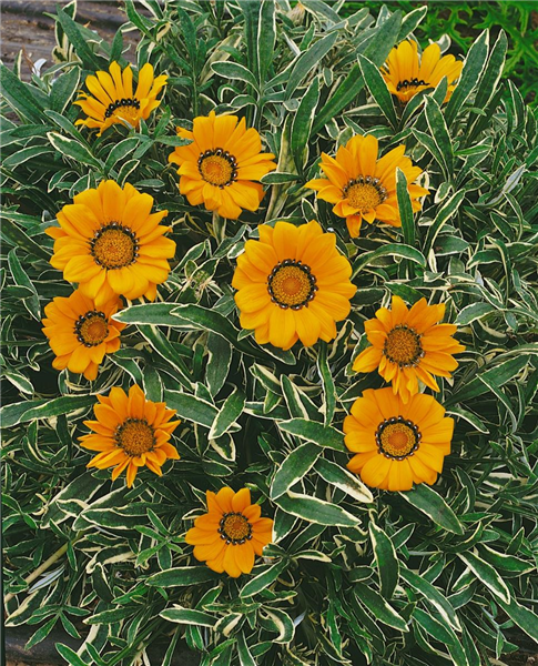 Gazani rigens