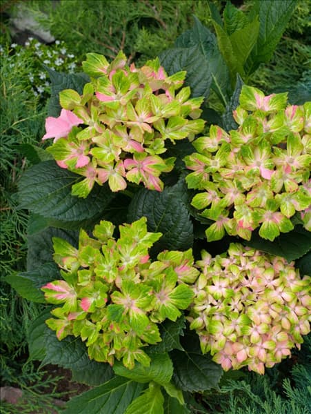 Hydrangea Fantasia