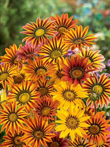 Gazania rigens