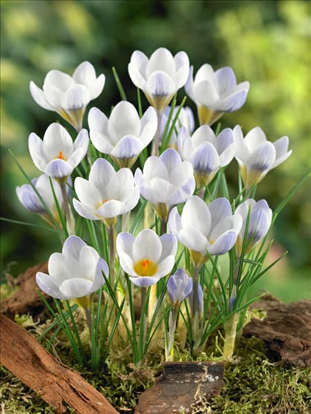 Crocus chrysanthus Blue Pearl