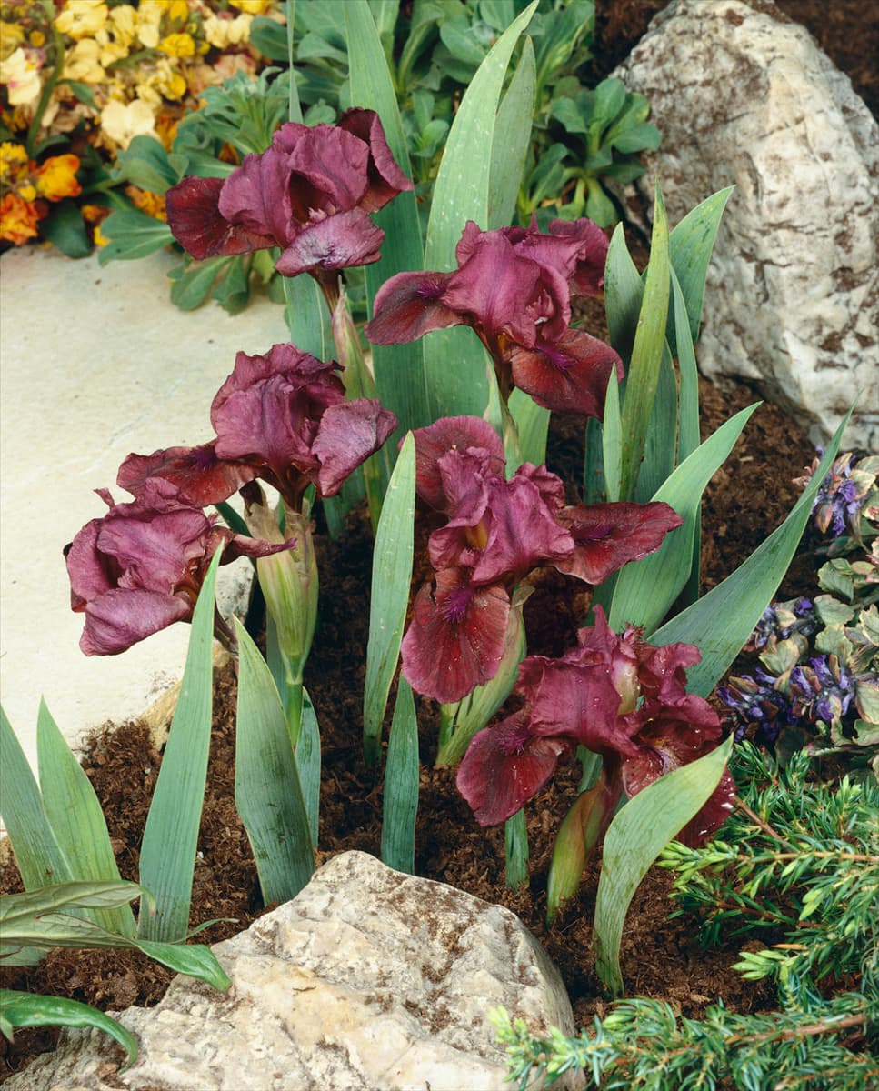 IRIS LENA
