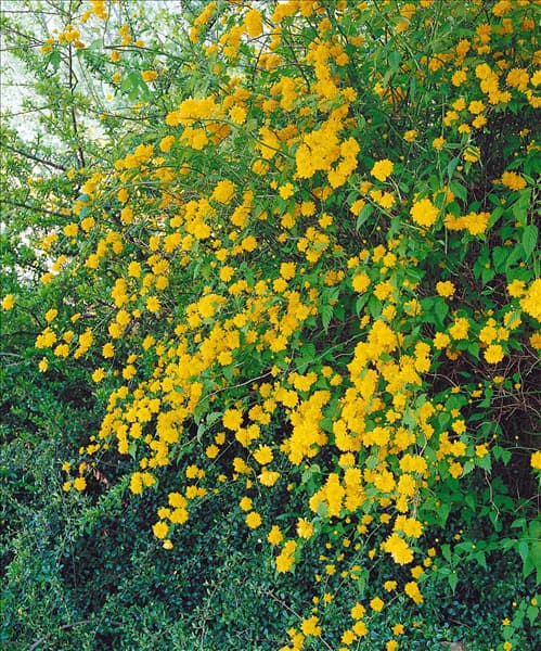 Kerria japonica Pleniflora