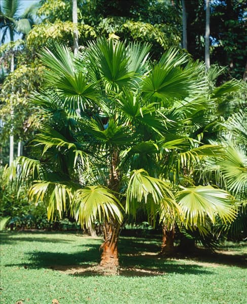 Livistonia rotundifolia