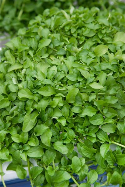 Mentha pulegium Pennyroyal