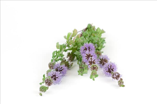 Mentha pulegium