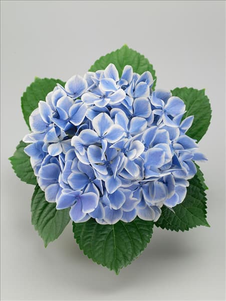 Hydrangea macrophylla Peppermint