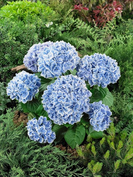 Hydrangea macrophylla Peppermint
