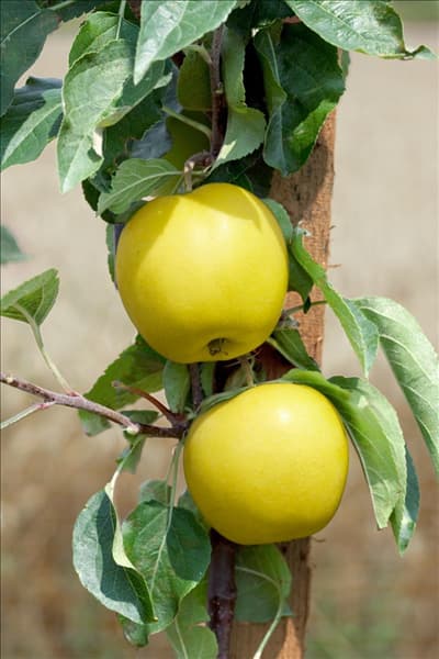 Malus Golden Sentinel