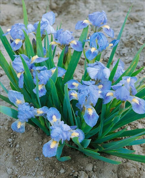 IRIS PUMILA TINKERBELL