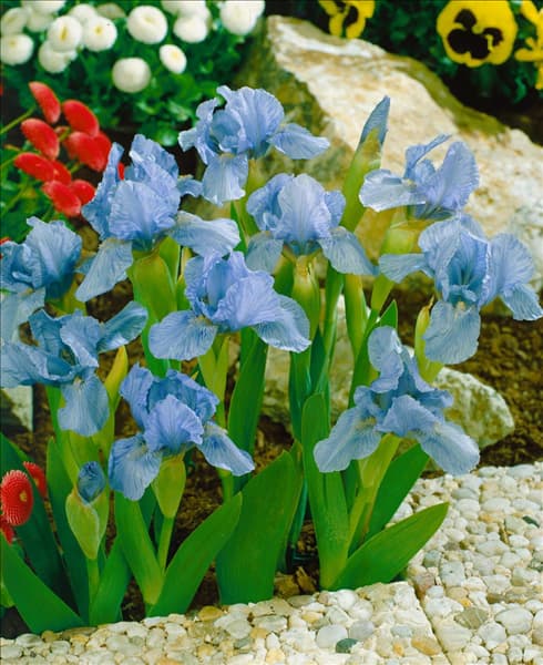 IRIS PUMILA BLUE DENIM
