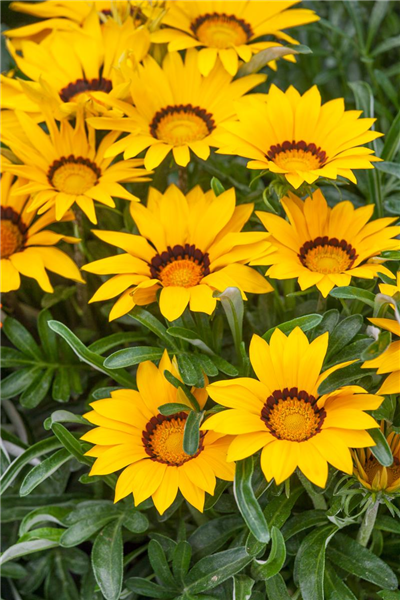 Gazania rigens 'Gazoo'