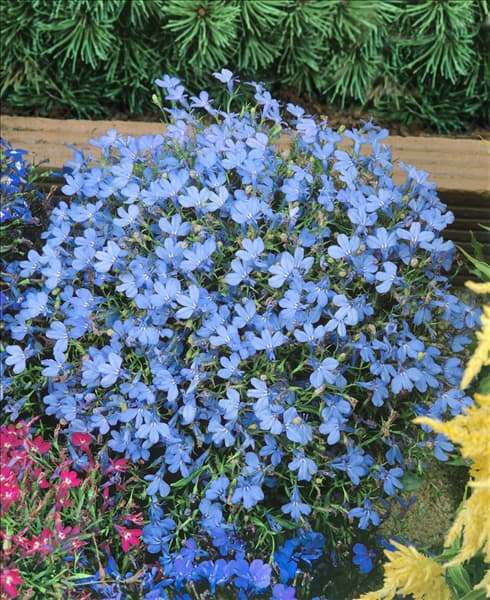 Lobelia erinus