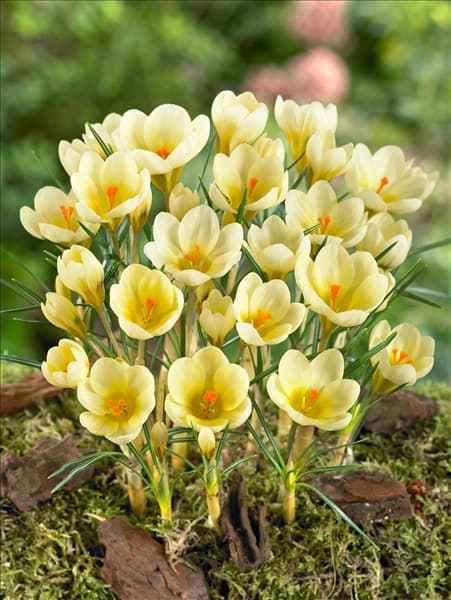 Crocus chrysanthus Cream Beauty