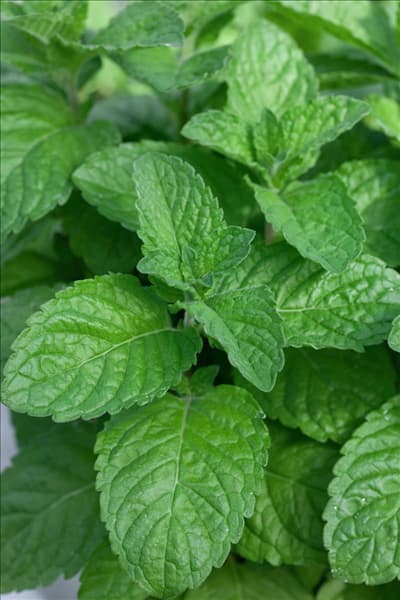 Mentha x piperita Grapefruit