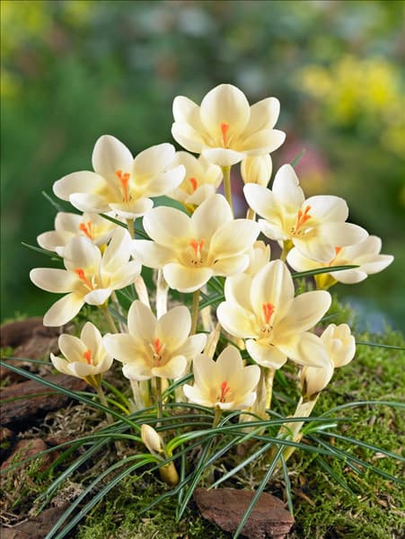 Crocus chrysanthus Cream Beauty
