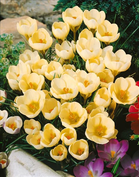 Crocus chrysanthus Cream Beauty