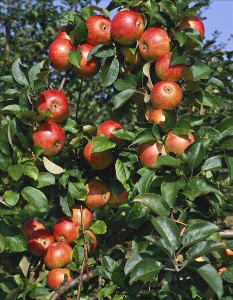 Malus domestica Alkmene