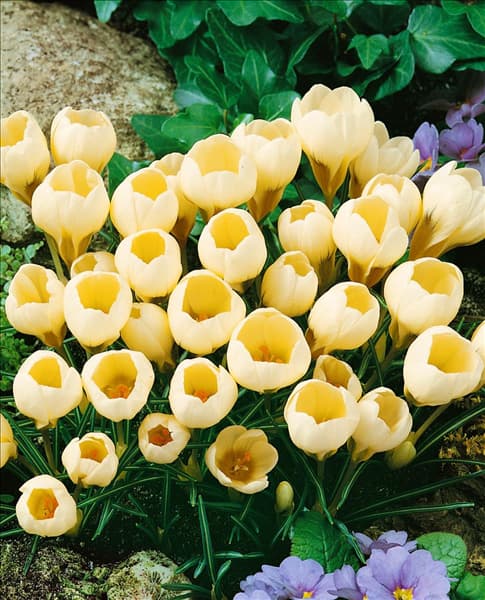 Crocus chrysanthus Cream Beauty