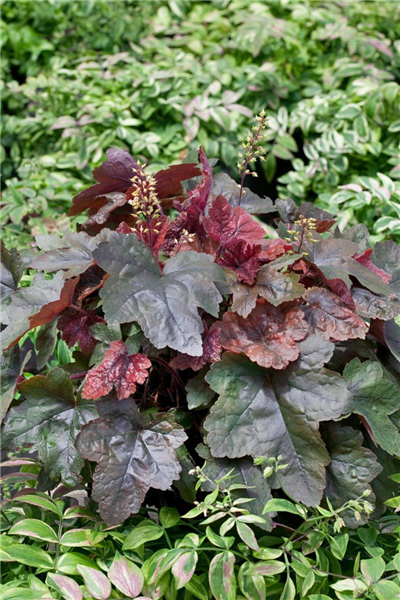 X Heucherella Brass Lantern