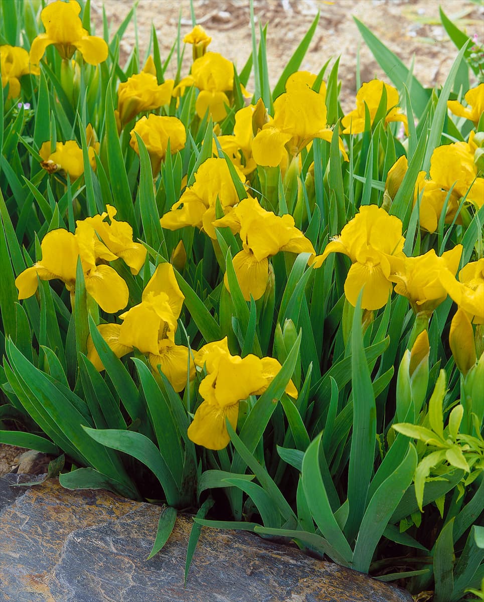 IRIS PUMILA YELLOW