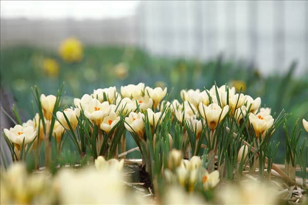 Crocus chrysanthus Cream Beauty