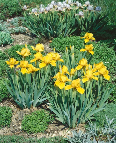 IRIS PUMILA