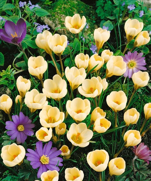 Crocus chrysanthus Cream Beauty