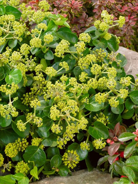 Hedera hibernica Arbori Compact