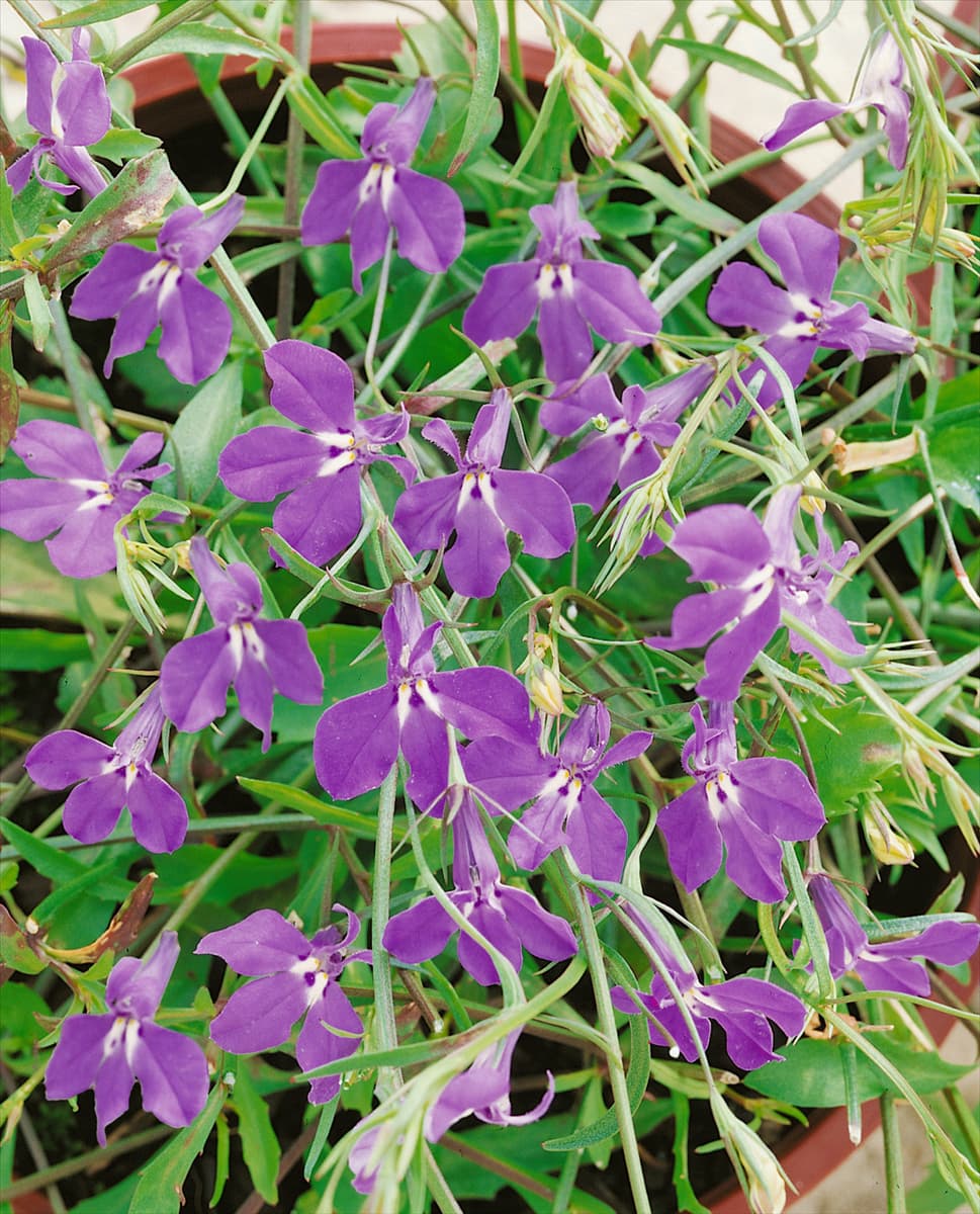 Lobelia erinus Azuro
