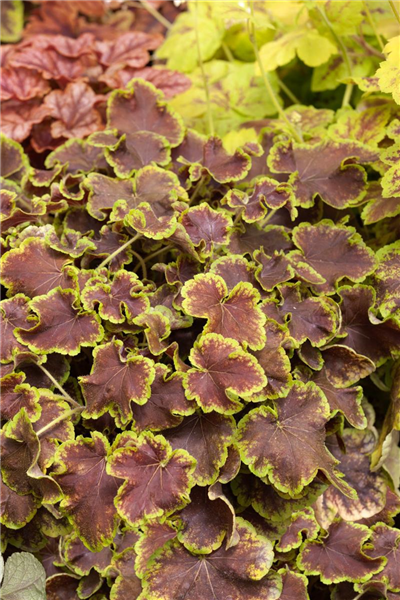 X Heucherella Solar Eclipse