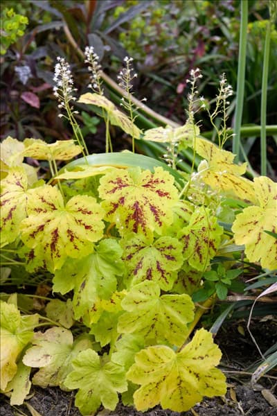 X Heucherella Solar Power