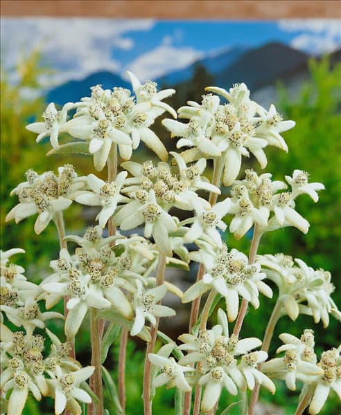 LEONTOPODIUM ALPINUM