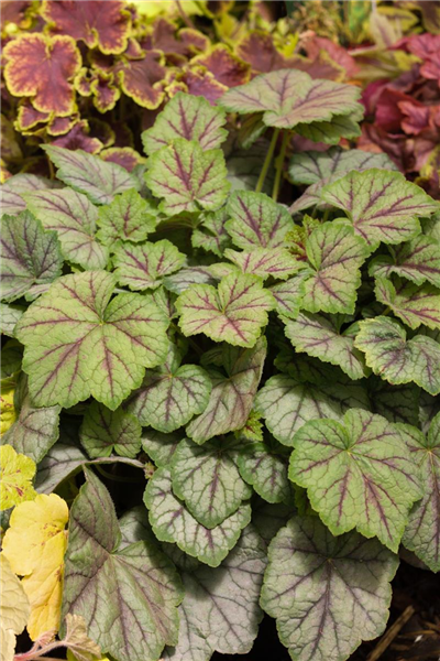 X Heucherella  Falls ™ Series  Glacier Falls