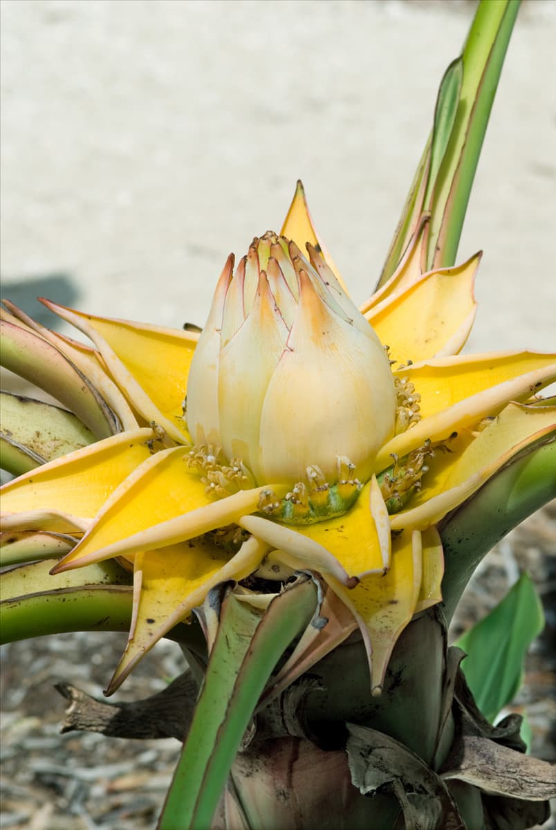Musella lasiocarpa