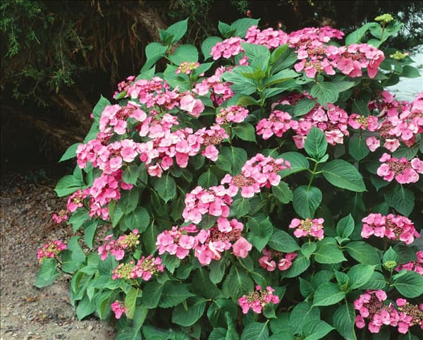 Hydrangea macrophylla Taube