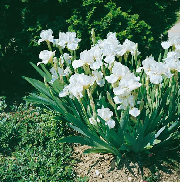 IRIS PUMILA ALBA