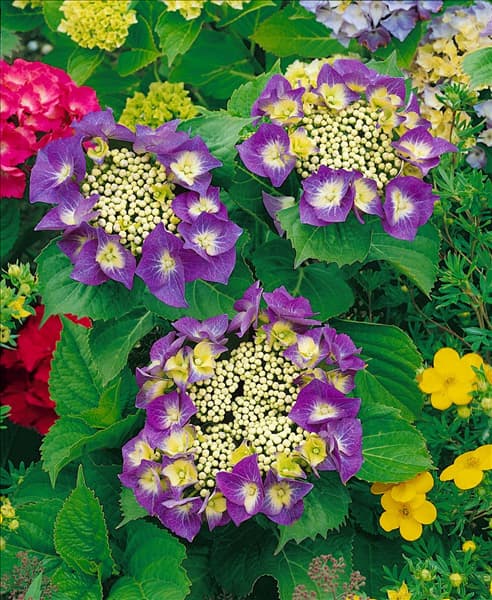 HYDRANGEA MACROPHYLLA TELLER BLUE