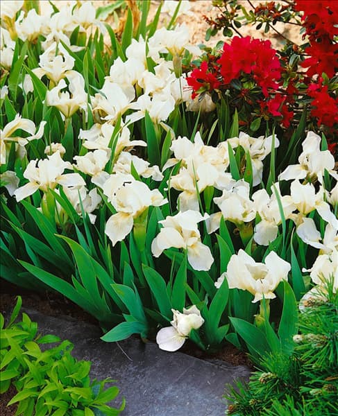 IRIS PUMILA / WHITE
