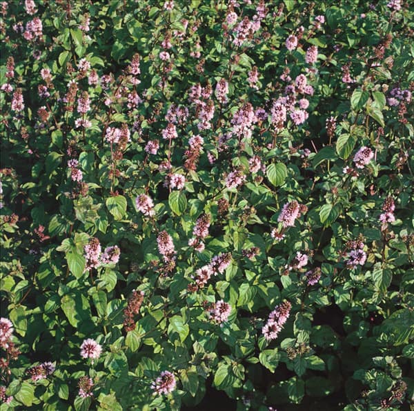 MENTHA SPICATA VAR. CRISPA / MINZE