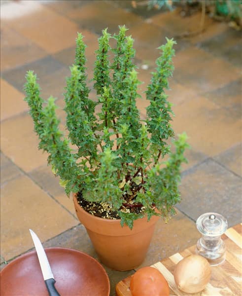 MENTHA spicata Crispa