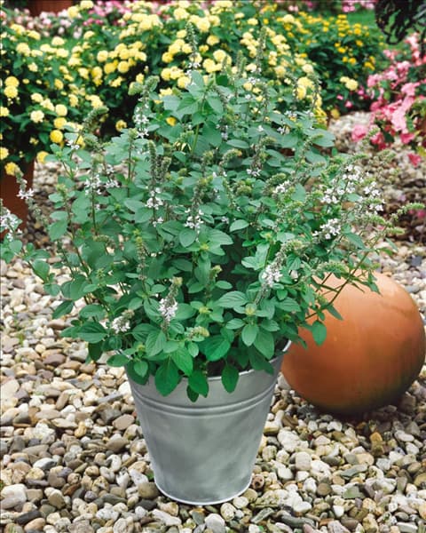 Mentha spicata var. crispa Marokko