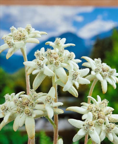 LEONTOPODIUM ALPINUM