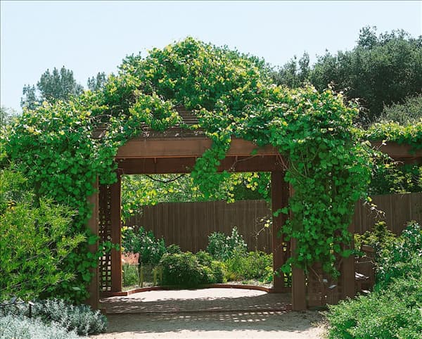 Vitis californica Rogers Red